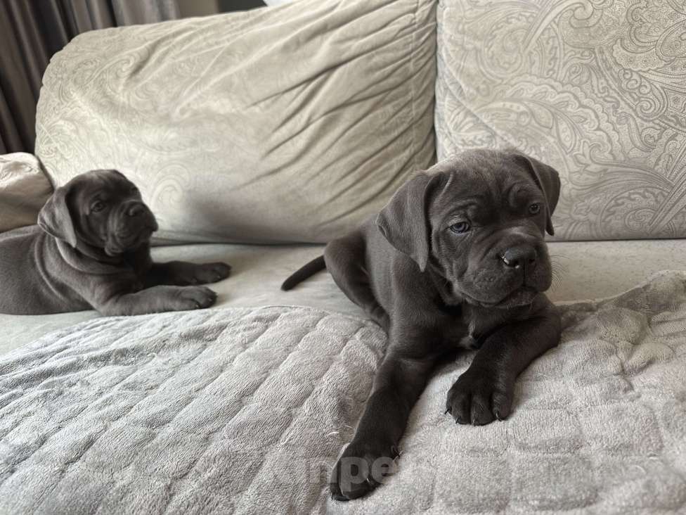 Собаки в других городах Московской области: Щенки кане-корсо Девочка, 45 000 руб. - фото 3