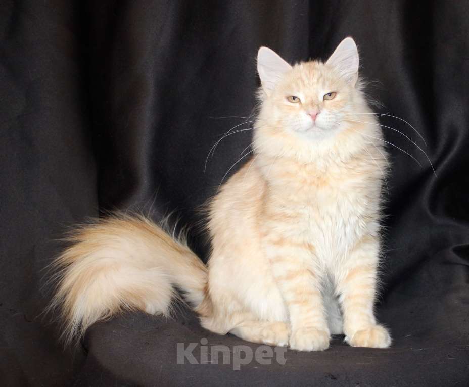 Кошки в Тюмени: Сибирский котёнок Мальчик, 35 000 руб. - фото 3