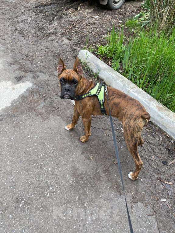 Собаки в Таганроге: Помогите найти сабаку он очень для нас важен Мальчик, 1 руб. - фото 3