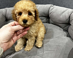 Собаки в Белорецке: Щенки той пуделя Мальчик, 85 000 руб. - фото 5