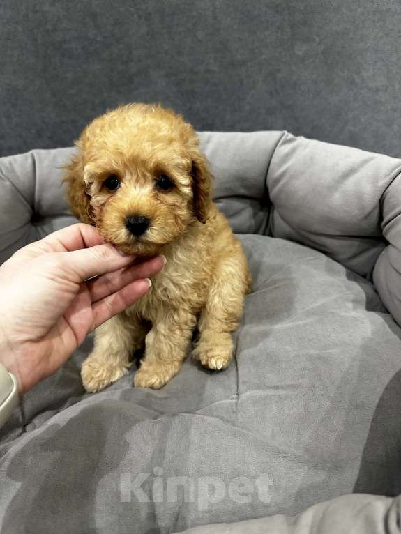 Собаки в Белорецке: Щенки той пуделя Мальчик, 85 000 руб. - фото 5