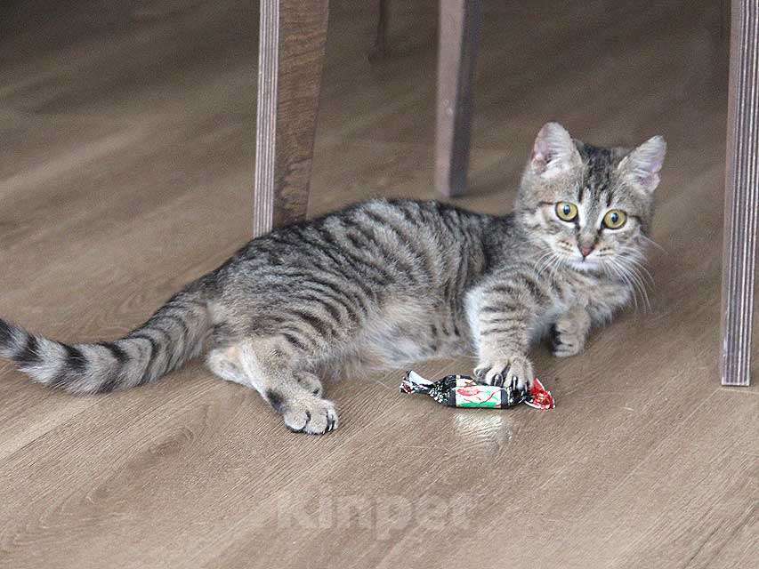 Кошки в Москве: Очаровательная Манечка, ласковый тигровый котенок ищет дом Девочка, 10 руб. - фото 3