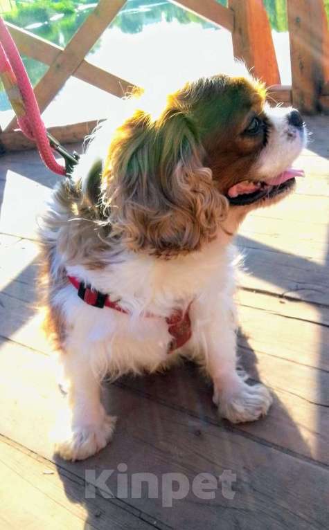 Собаки в Москве: Кавалер Кинг Чарльз спаниель для вязки в Москве и обл Мальчик, Бесплатно - фото 1