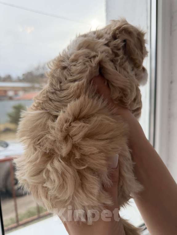 Собаки в Иваново: Той-пудель мальчик Мальчик, 90 000 руб. - фото 4