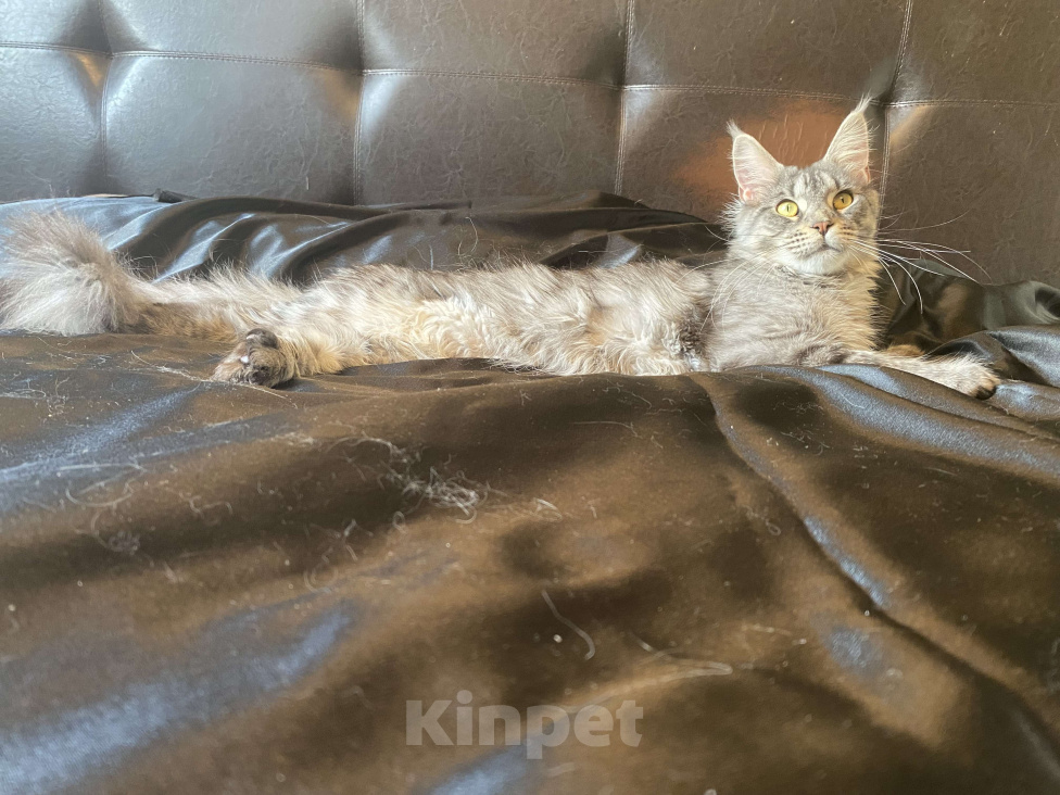 Кошки в Санкт-Петербурге: Молодая кошечка Мейн кун Девочка, 20 000 руб. - фото 4