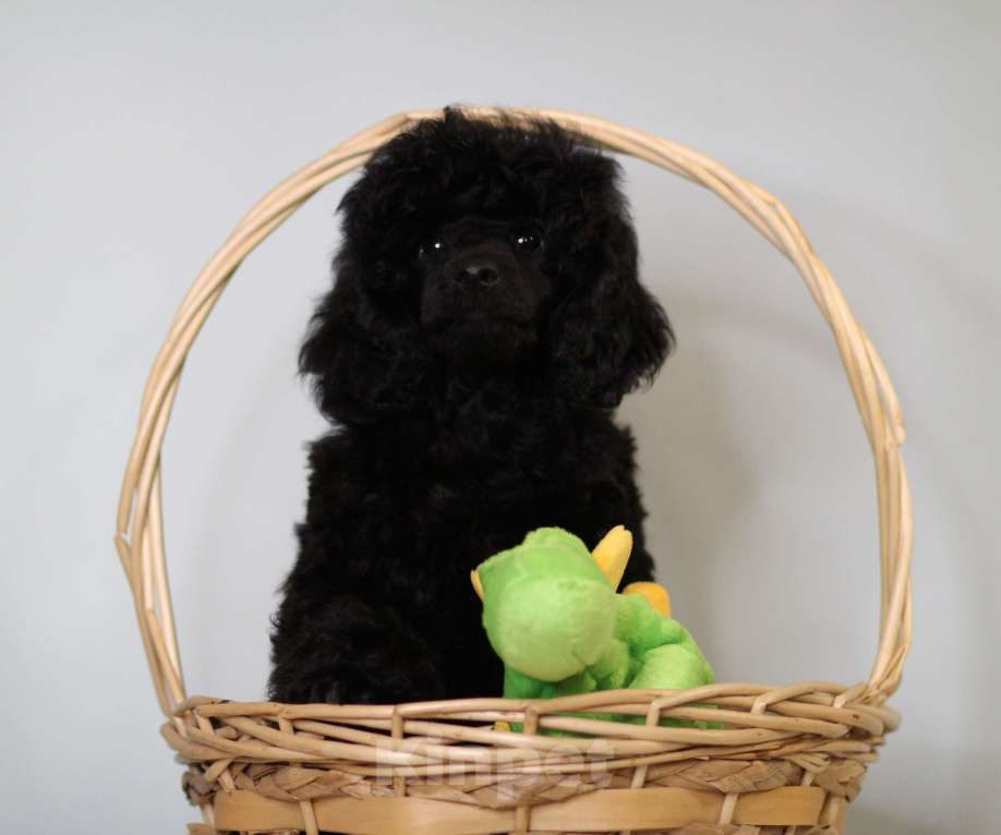 Собаки в Москве: той пудель  Мальчик, 120 000 руб. - фото 1