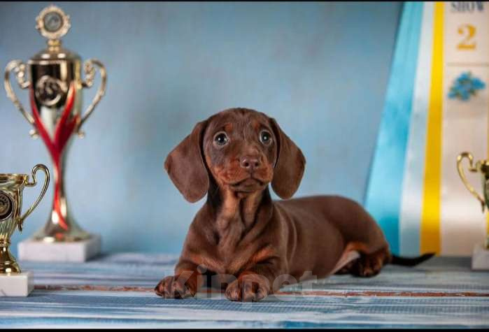 Собаки в Москве: Клубные щенки кроличьей таксы 100% Мальчик, 70 000 руб. - фото 9