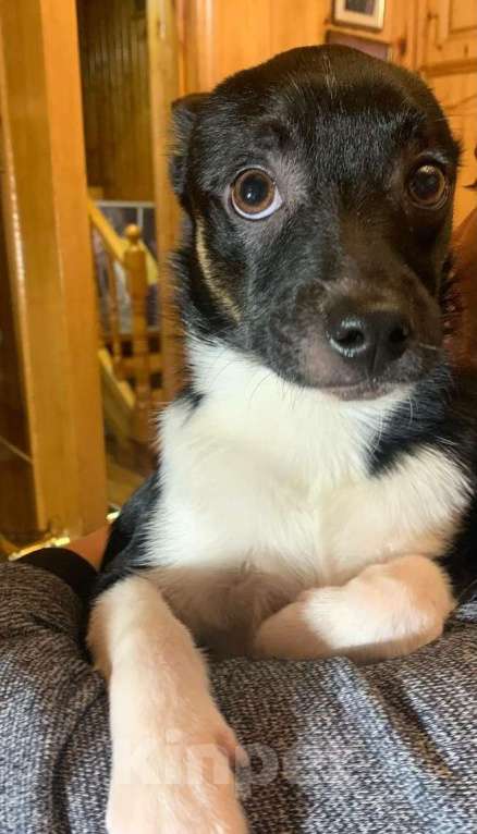 Собаки в Москве: Малыш Куки Мальчик, Бесплатно - фото 7