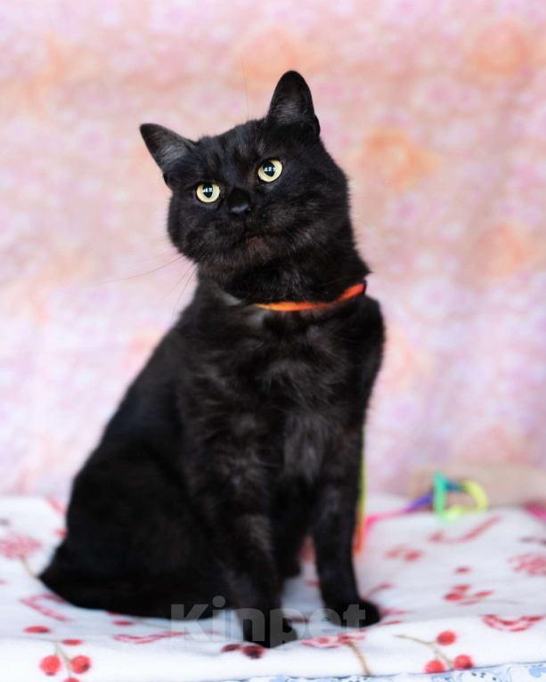 Кошки в Москве: Ласковый котик в добрые руки Мальчик, Бесплатно - фото 3