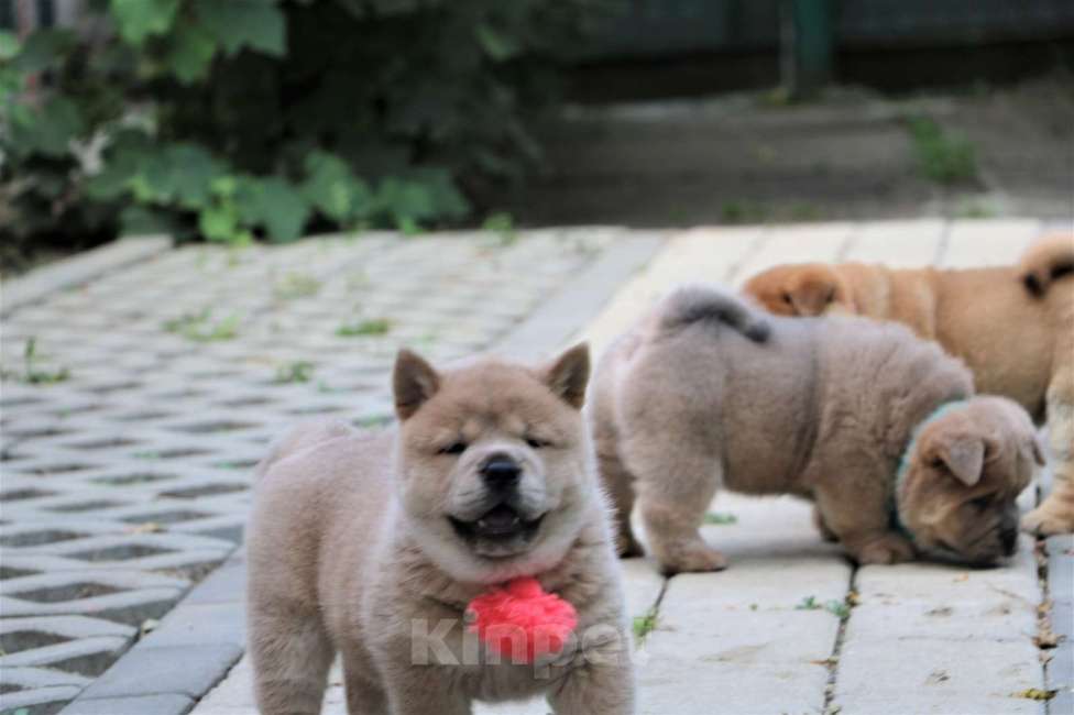 Собаки в Москве: Девочка Девочка, 40 000 руб. - фото 3