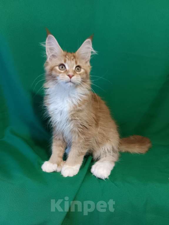 Кошки в других городах Владимирской области: Девочка мейн кун полидакт Девочка, 35 000 руб. - фото 5