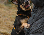 Собаки в Санкт-Петербурге: Юный Скаут из приюта в добрые руки Мальчик, Бесплатно - фото 6
