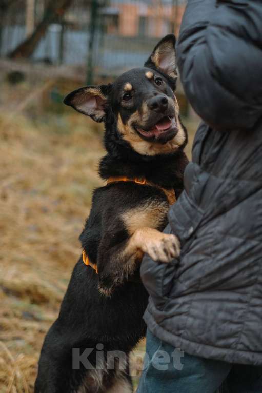 Собаки в Санкт-Петербурге: Юный Скаут из приюта в добрые руки Мальчик, Бесплатно - фото 6