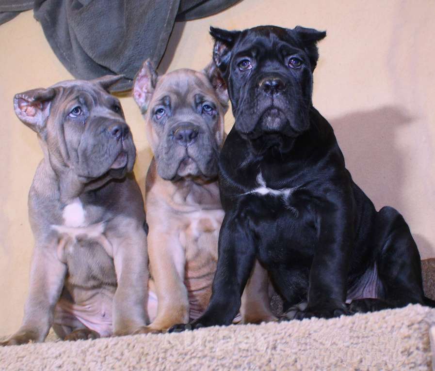 Собаки в других городах Ярославской области: Корсята Девочка, 80 000 руб. - фото 4