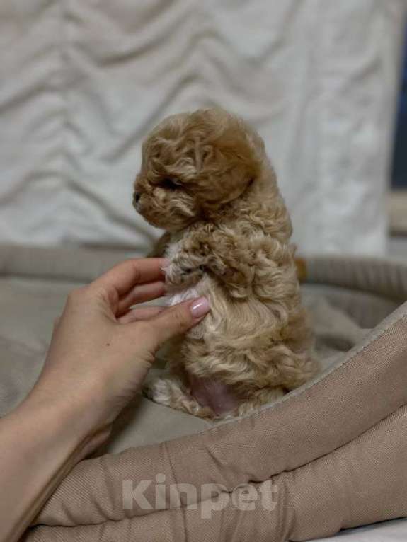 Собаки в Ростове-на-Дону: Щенок мальтипу f1 Девочка, 130 000 руб. - фото 5