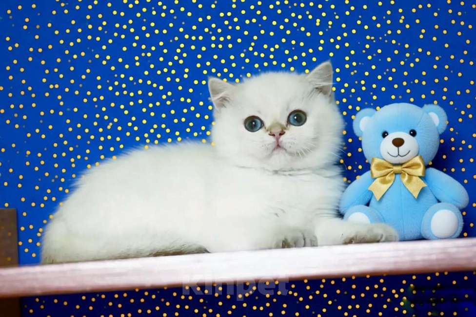 Кошки в Новосибирске: Британская золотая шиншилла поинт Мальчик, 60 000 руб. - фото 2