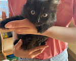 Кошки в Тюмени: Отдам котят в добрые руки Мальчик, 1 руб. - фото 3