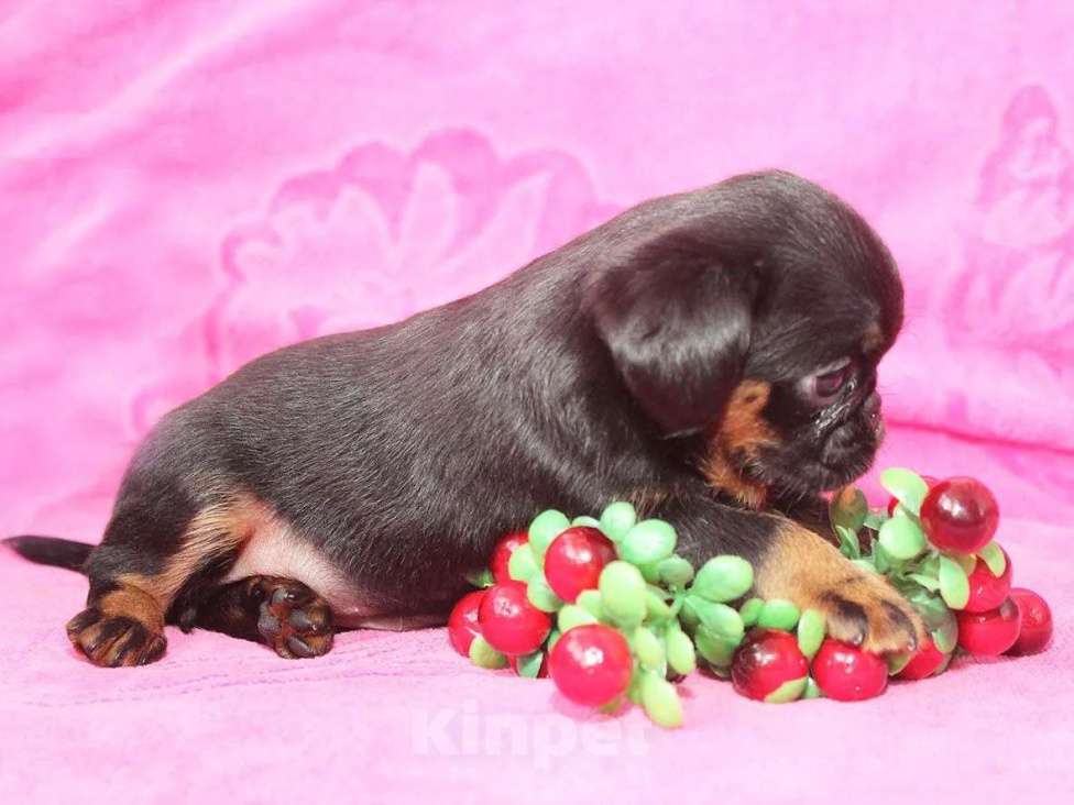 Собаки в Санкт-Петербурге: Шалунья Девочка, 80 000 руб. - фото 4