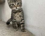 Кошки в Санкт-Петербурге: Ищем дом спасенных  с улицы котят! 🐾 Мальчик, Бесплатно - фото 4