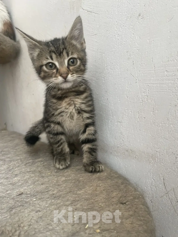 Кошки в Санкт-Петербурге: Ищем дом спасенных  с улицы котят! 🐾 Мальчик, Бесплатно - фото 4