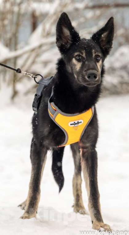 Собаки в Москве: Ищем дом для Гросса Мальчик, Бесплатно - фото 5