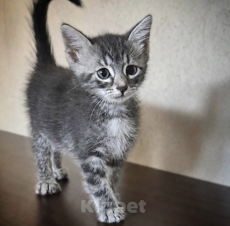 Кошки в Москве: Котенок 2,5 месяца. Мальчик, 100 руб. - фото 2