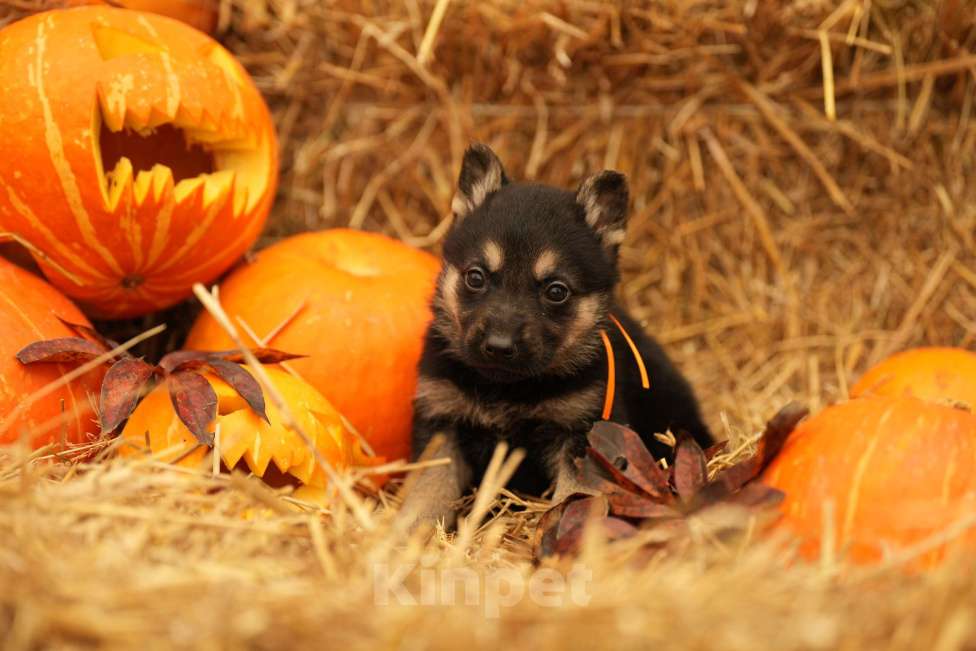 Собаки в Казани: ВЕО РКФ Девочка, 55 000 руб. - фото 3