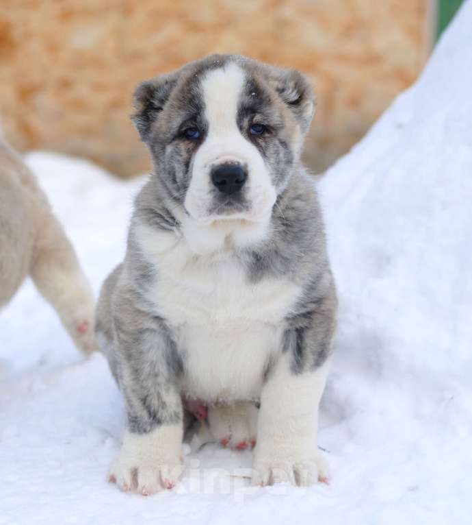 Собаки в Саратове:  щенк САО, алабай Мальчик, Бесплатно - фото 2