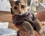 Кошки в Владивостоке: Отдадим котенка в добрые руки Девочка, Бесплатно - фото 4
