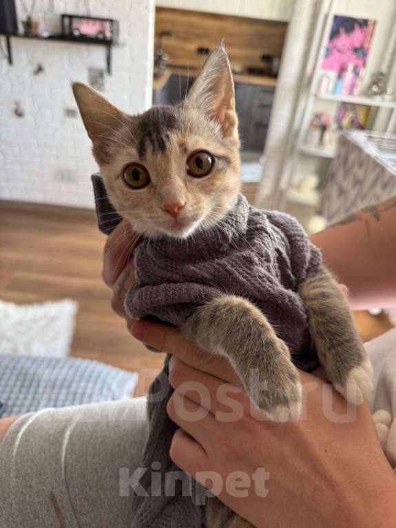 Кошки в Владивостоке: Отдадим котенка в добрые руки Девочка, Бесплатно - фото 4