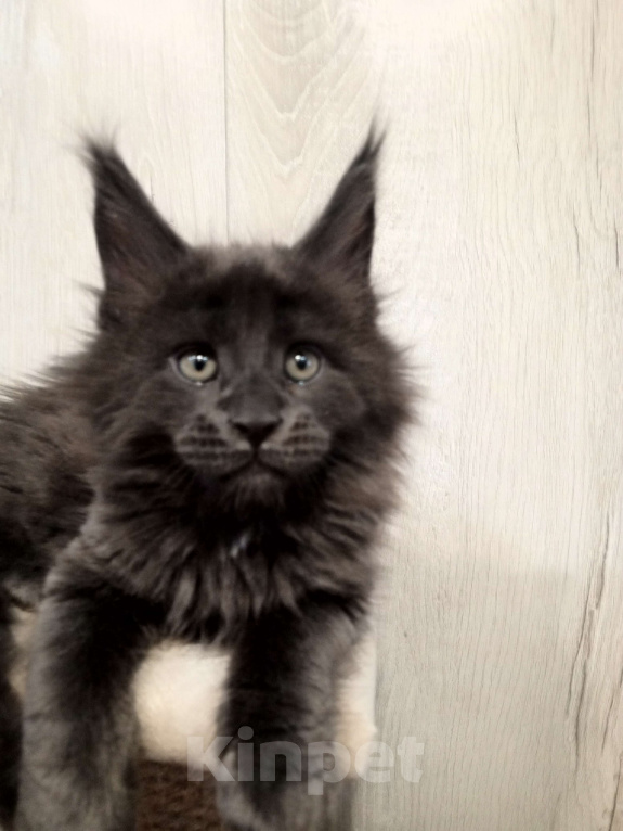 Кошки в Красноярске: Движ family pride Мальчик, 90 000 руб. - фото 3