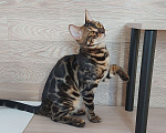 Кошки в Москве: Бенгальские угольные котята  Мальчик, Бесплатно - фото 6