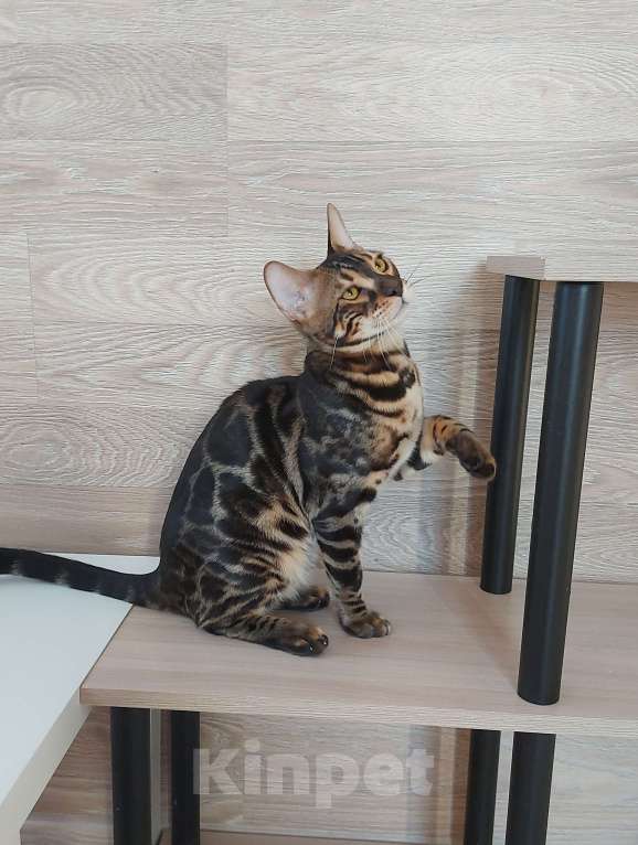 Кошки в Москве: Бенгальские угольные котята  Мальчик, Бесплатно - фото 6