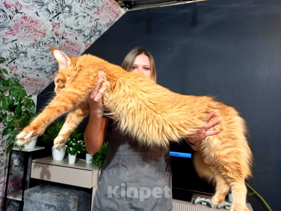 Кошки в Москве: Огромные Мейн куны  Мальчик, 65 000 руб. - фото 5