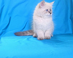 Кошки в Бердске: Невские маскарадные котята  Девочка, 40 000 руб. - фото 3