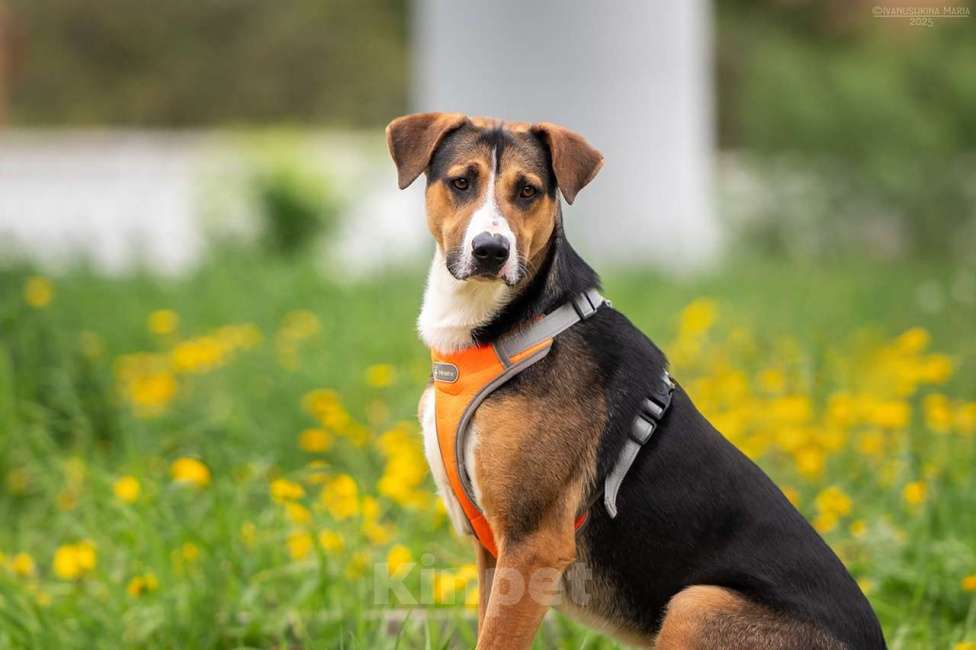 Собаки в Москве: Блэр - когда мама полюбила зененнхунда Мальчик, Бесплатно - фото 7