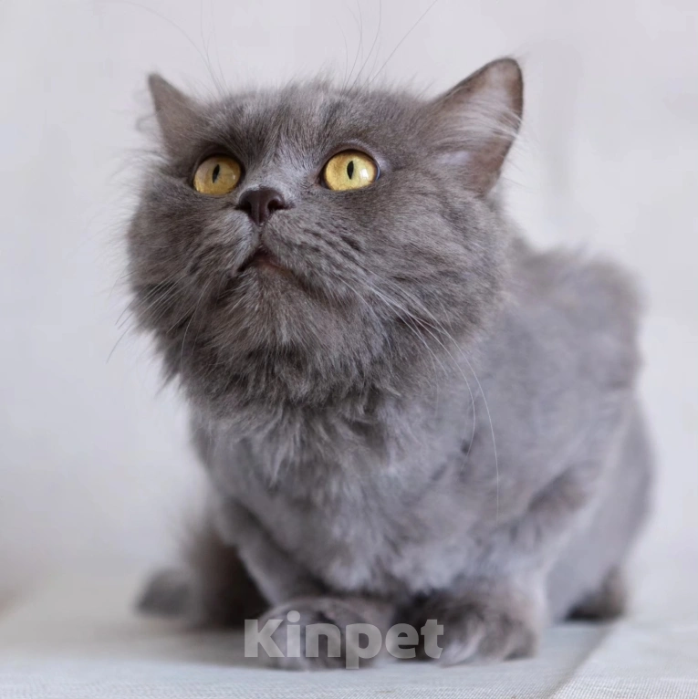 Кошки в Москве: Спасите Женеву из бабкиной квартиры Девочка, Бесплатно - фото 2