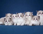 Кошки в Уфе: Котята Рэгдоллы Девочка, 70 000 руб. - фото 1