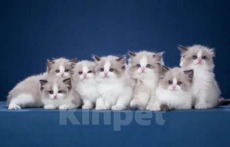 Кошки в Уфе: Котята Рэгдоллы Девочка, 70 000 руб. - фото 1