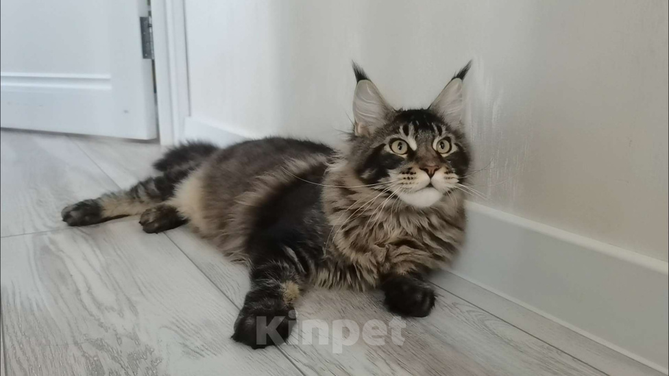 Кошки в Иркутске: Мейн-кун Мальчик, 35 000 руб. - фото 2