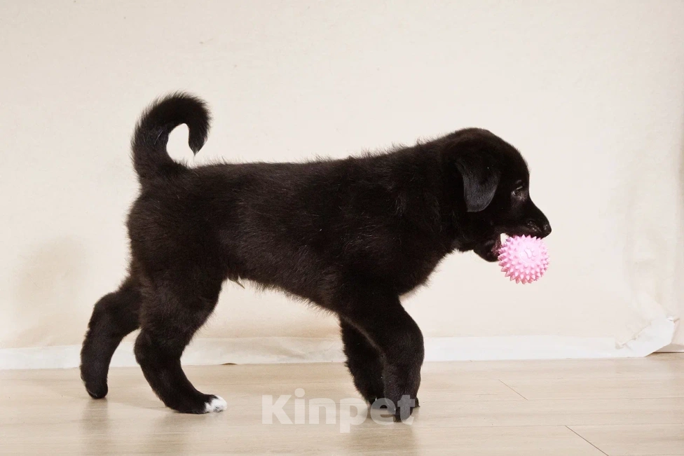 Собаки в Лосином-Петровском: Диего якутенок Мальчик, Бесплатно - фото 5