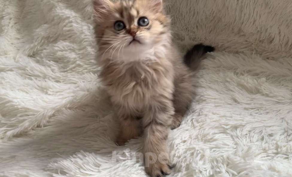 Кошки в Москве: Шотландская Highland stright Девочка, 38 000 руб. - фото 5