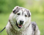 Собаки в Видном: Акелла, метис маламута 5 лет Мальчик, Бесплатно - фото 2