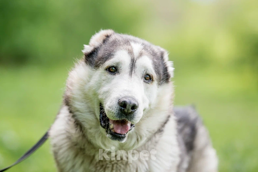 Собаки в Видном: Акелла, метис маламута 5 лет Мальчик, Бесплатно - фото 2