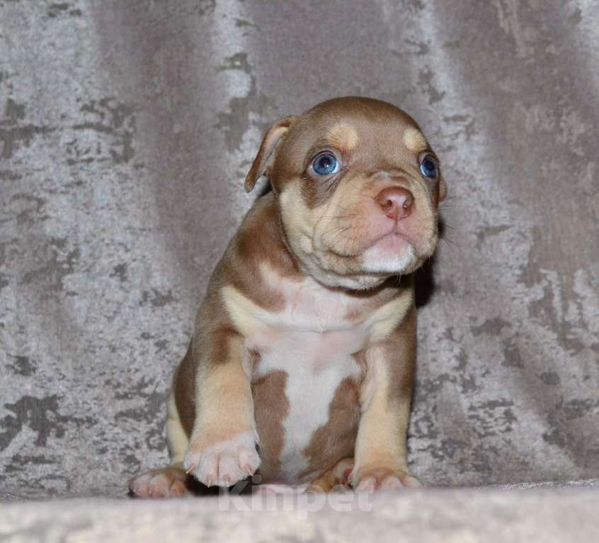 Собаки в Москве: Щенки Американский булли Мальчик, 80 000 руб. - фото 3