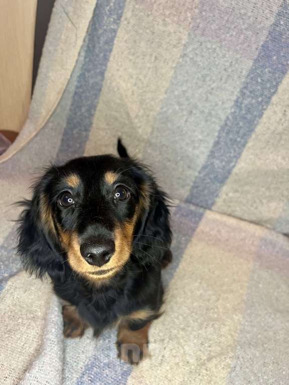 Собаки в Москве: черно-подпалый мальчик длинношерстной кроличьей таксы  Мальчик, 55 000 руб. - фото 3