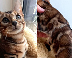 Кошки в Москве: Бенгальский мальчик Мальчик, 30 000 руб. - фото 1