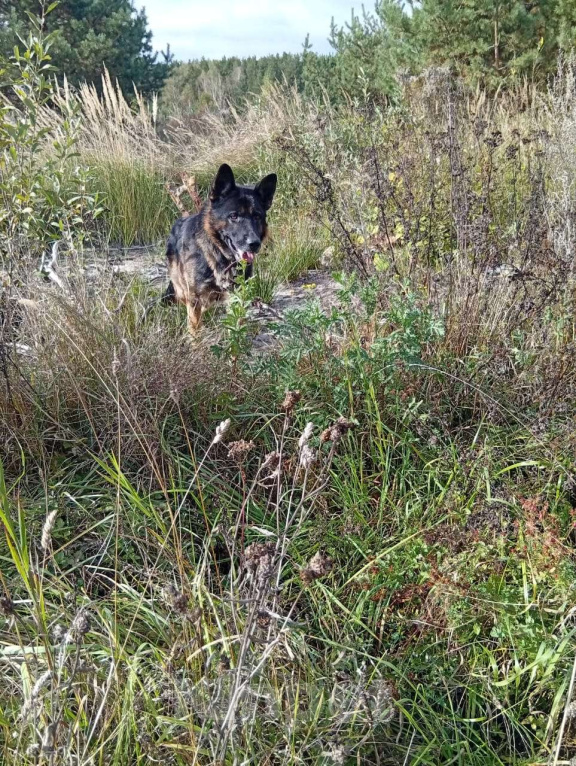 Собаки в других городах Московской области: Ищем хозяина для найденного кобеля немецкой овчарки Мальчик, Бесплатно - фото 3