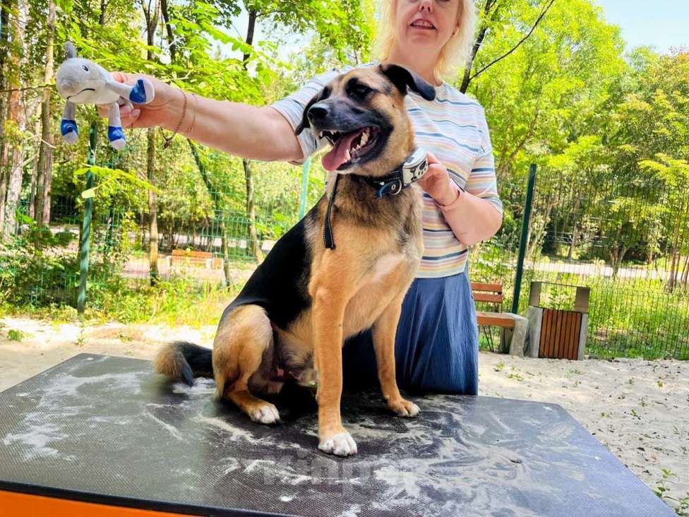 Собаки в Санкт-Петербурге: Свой в доску, друг котов, и просто душевный пёс ищет дом Мальчик, Бесплатно - фото 8