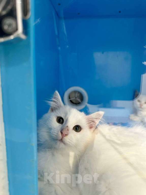 Кошки в Санкт-Петербурге: Ищем добрые руки трём беленьким котятам (двум мальчикам Снежку и Беляшу и одной девочке Белке) Мальчик, Бесплатно - фото 2